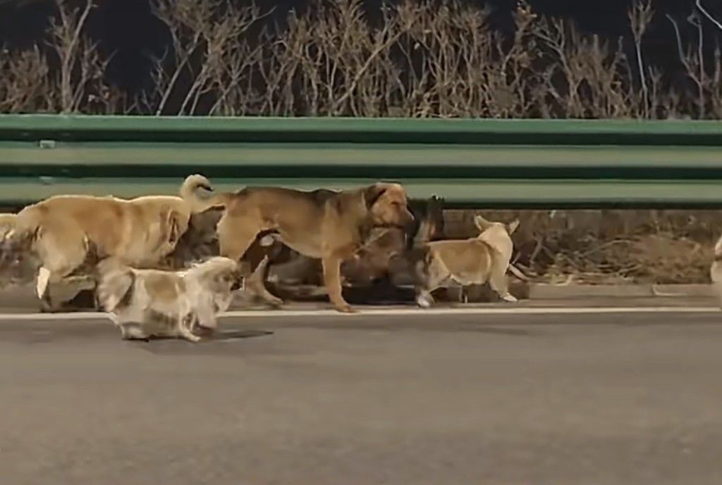 逃亡汪汪隊被不少途人拍下逃亡片段。 逃亡汪汪隊被不少途人拍下逃亡片段。