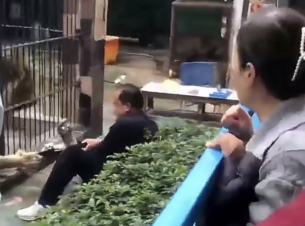 正常遊客應該在藍色圍欄外,與獅小保持安全距離。 正常遊客應該在藍色圍欄外,與獅小保持安全距離。