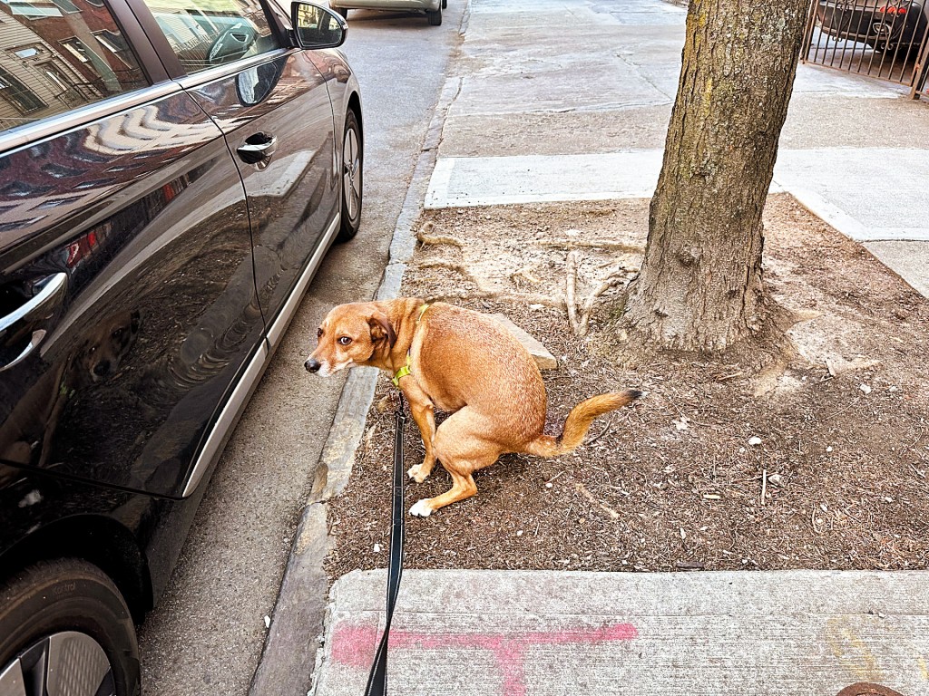 在紐約市越來越多無公德的狗主讓愛犬隨街便溺，令街道遍布「黃金」，就連積雪也變黃且發出陣陣臭味。