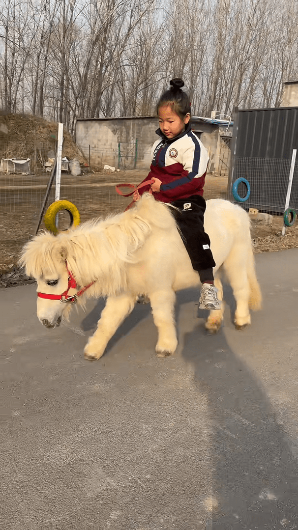 專家指將小馬當寵物養潛在不少風險，例如小童騎小馬時或會被摔倒。