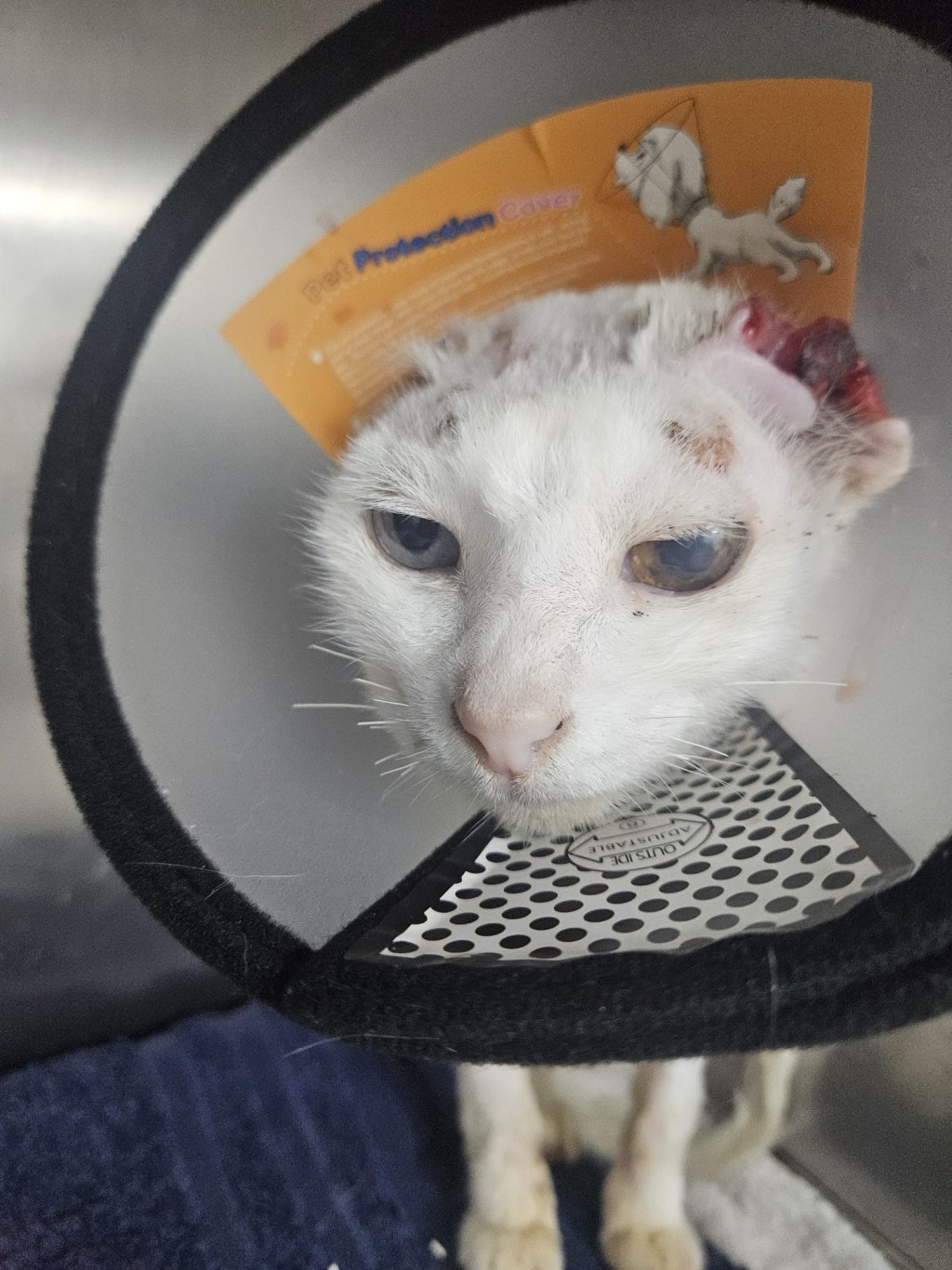 傷勢嚴重瀕死的火火經治療後，已漸漸回復正常貓樣。