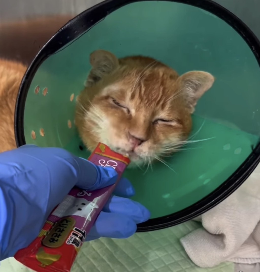 年前再入院。 年前再入院。