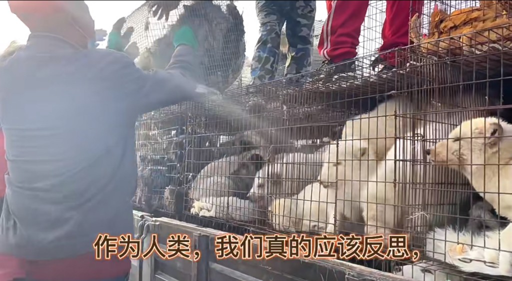 有少部分幸運的被動保人士拯救。 有少部分幸運的被動保人士拯救。