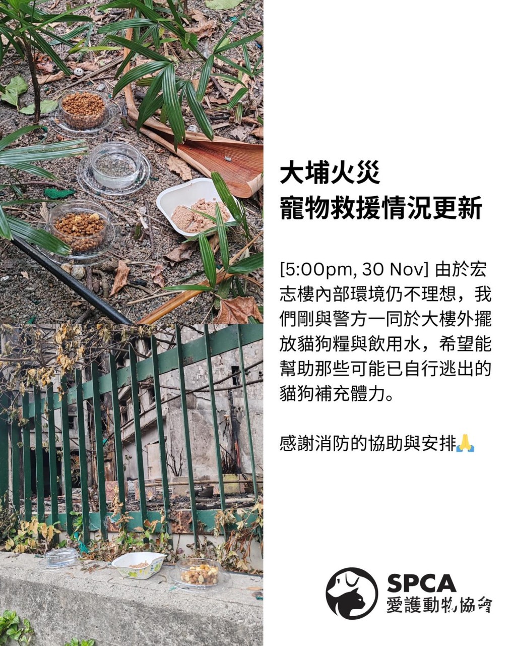 愛協在附近放糧及捕貓籠。 愛協在附近放糧及捕貓籠。