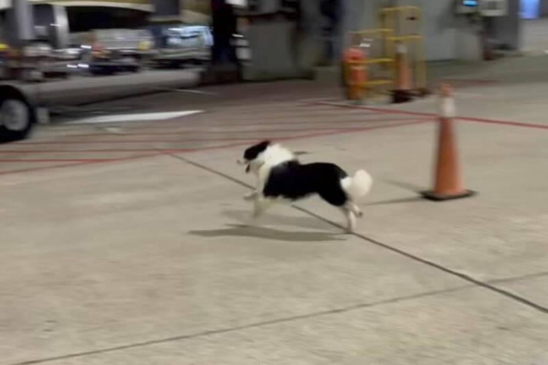 狗狗受驚後在停機坪亂跑,最終靠定位裝置在機場南側環場道附近被尋回。 狗狗受驚後在停機坪亂跑,最終靠定位裝置在機場南側環場道附近被尋回。
