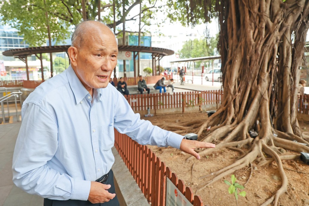 香港蟲害處理學會主席陳澤森表示，老鼠繁殖力極高，一年可繁衍出以萬計老鼠。