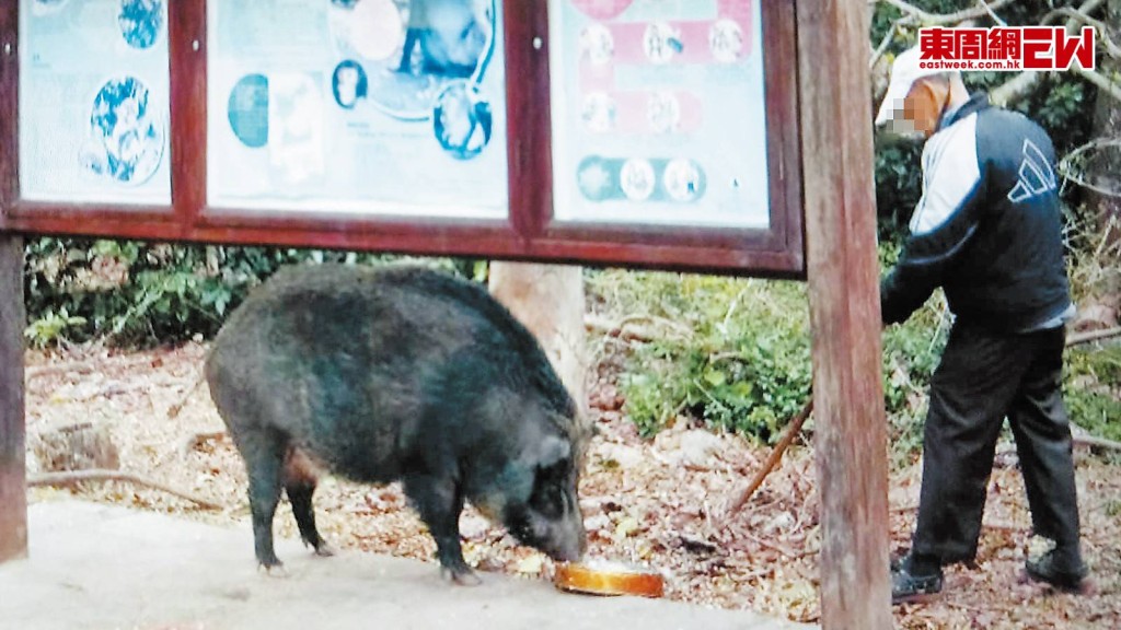 陳仲邦倡議政府以無人機作定點投餵，以及在山野深處種植適合野豬食的植物，改變野豬覓食習慣。