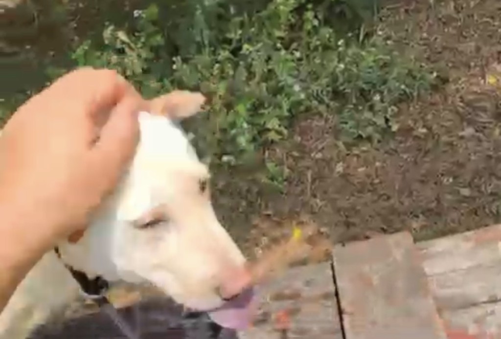 今早Edward已經可以摸多寶。