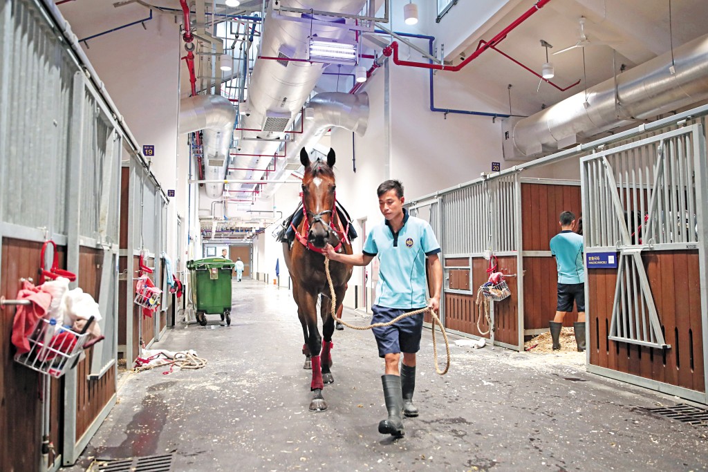 從化馬場可容納超過一千匹馬。 從化馬場可容納超過一千匹馬。