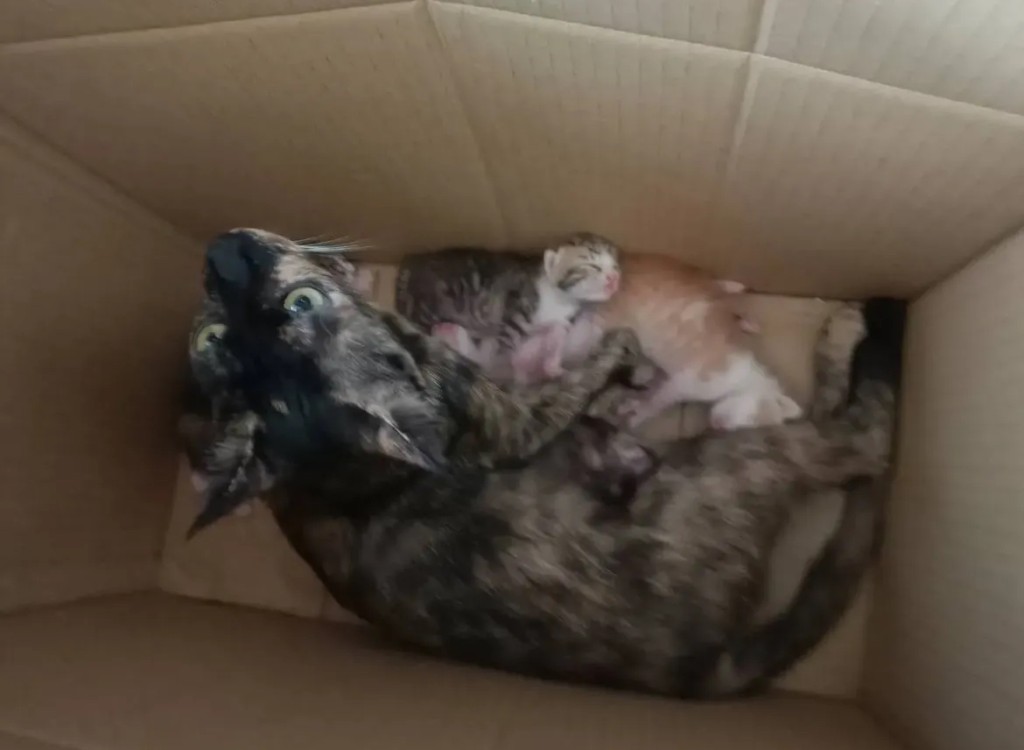 流浪生涯艱苦，誕下貓B及患傳腹的母貓已開始傳腹治療。