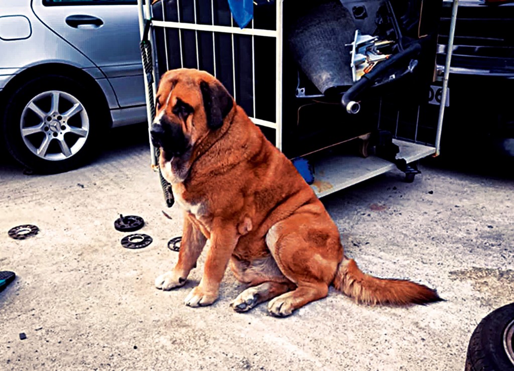五歲的混種西班牙獒犬「拉里」， 在元朗咬死兩狗，目前在動物管理中心進行隔離觀察。
