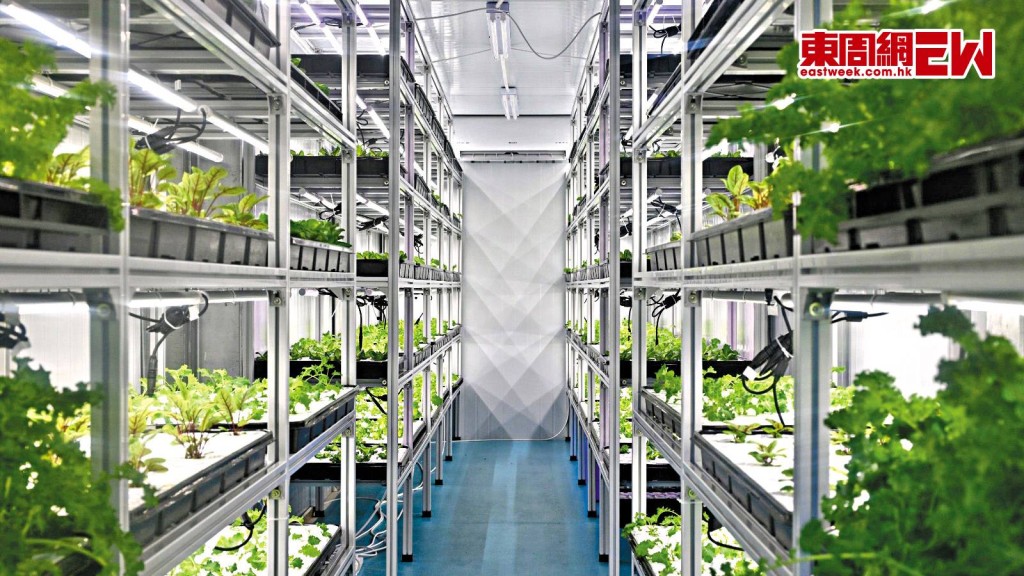 都市農場採用先進室內種植系統進行多層耕作。