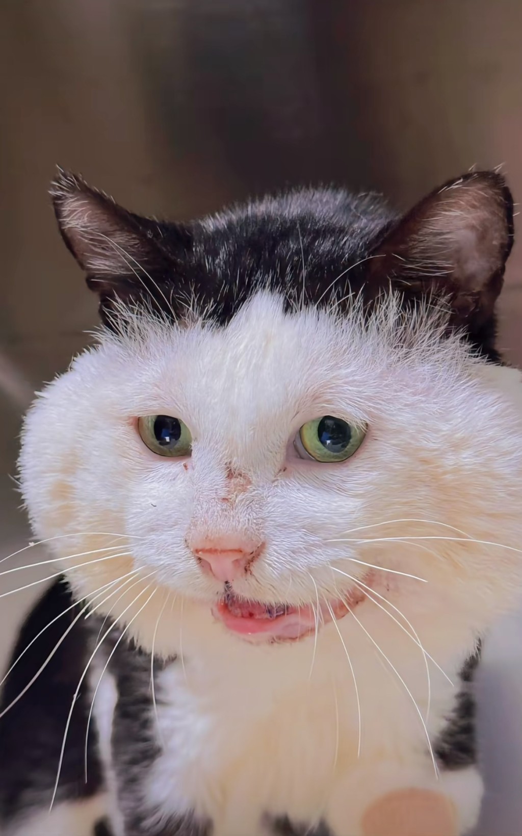 平時眼睛水靈靈的。