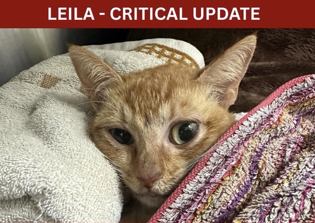 Leila與死神搏鬥中,大家幫忙加油! Leila與死神搏鬥中,大家幫忙加油!