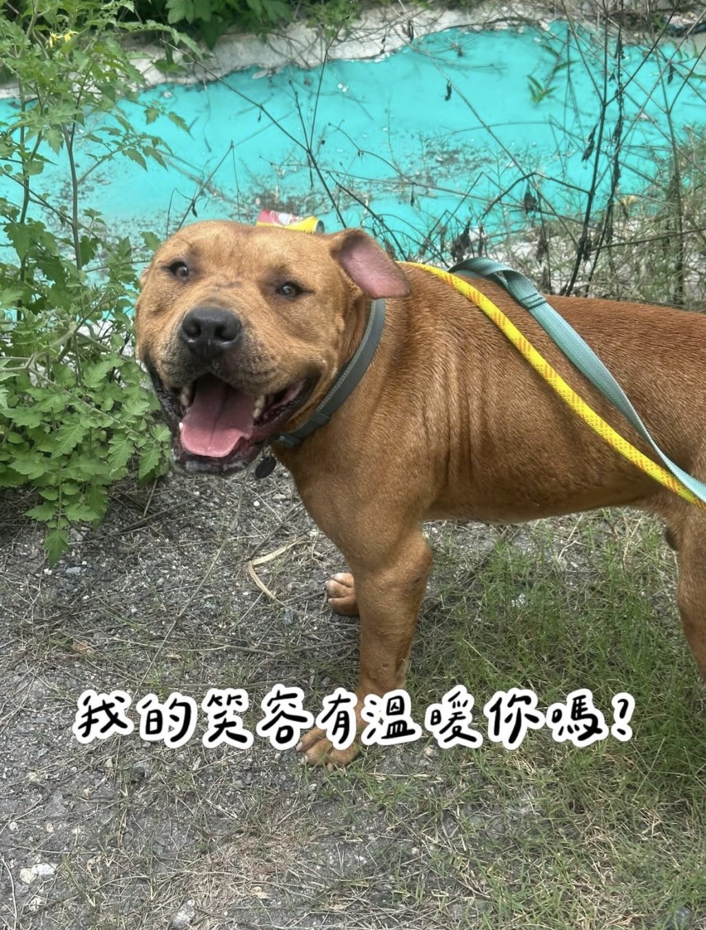 體形健碩的太陽仔很愛笑。