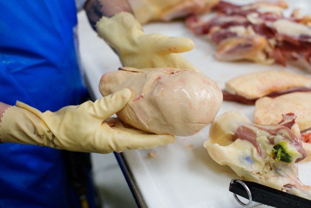 養鵝場會以「灌食」的粗暴方式,將管子插入鵝的喉嚨,強逼牠們進食,令鵝肝肥大十倍以上。 養鵝場會以「灌食」的粗暴方式,將管子插入鵝的喉嚨,強逼牠們進食,令鵝肝肥大十倍以上。