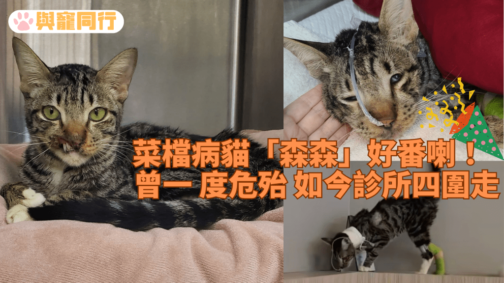 深水埗菜檔病貓「森森」好番喇！大啖吃罐罐 診所周圍走