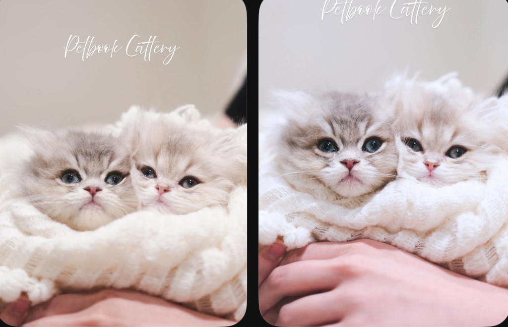 該店社交網站的貓咪相，但不能確認真有其貓。