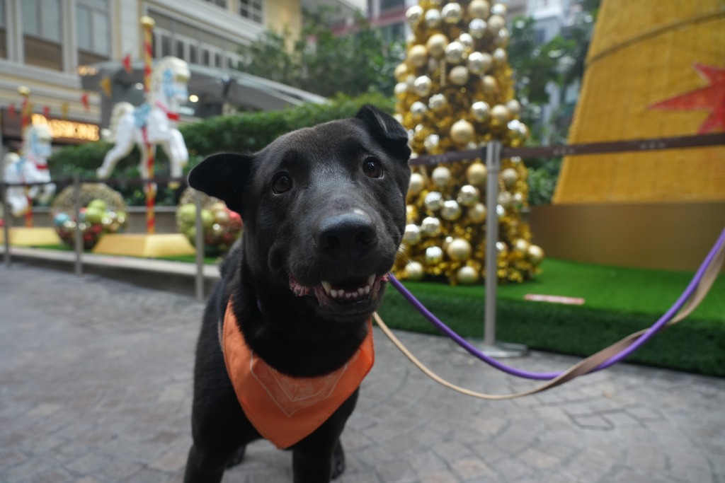 性格文靜的「蝸牛仔」即使街上有不少誘惑，牠仍然跟在暫託義工身邊，好乖。