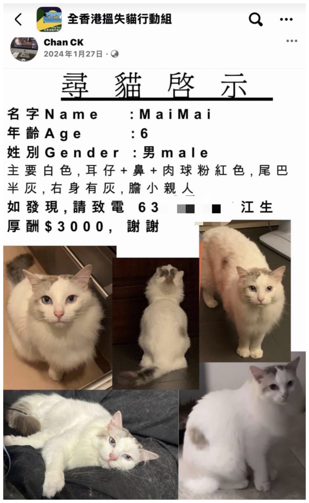 貓主在2024年1月走失愛貓。