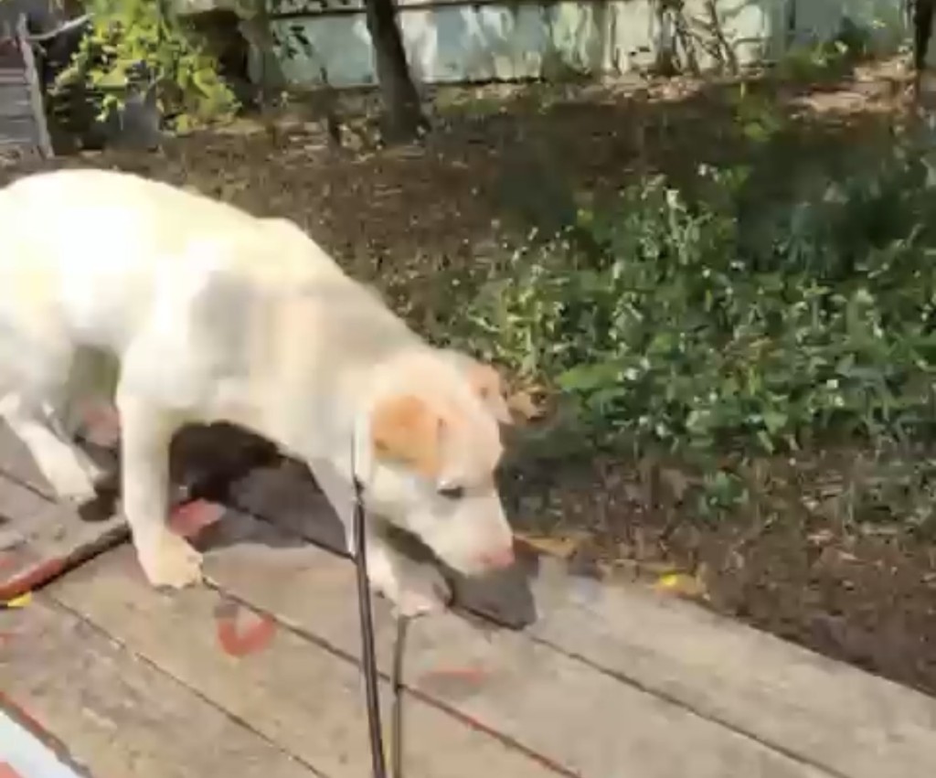 上頸圈後踏着輕快步伐散步。