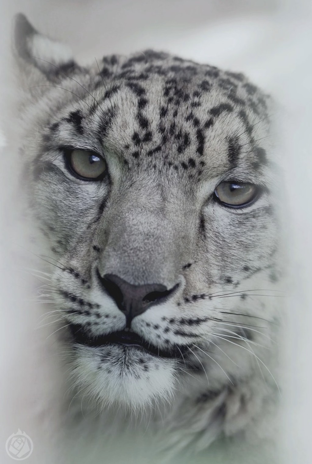 雪豹是野生動物,請尊重牠們,不要靠近。 雪豹是野生動物,請尊重牠們,不要靠近。