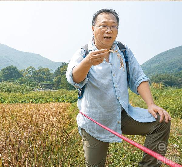 由開田到試耕，花了兩年，才種出第一造二澳米，作為復耕香港米的先行者，林筱魯說艱難但值得。