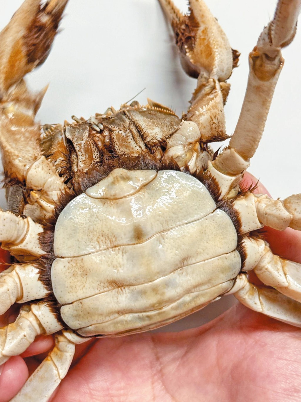 靚的大閘蟹蟹殼乾淨，嗅起來沒有異味。蟹殼如果不乾淨，代表其生長環境不清潔 。