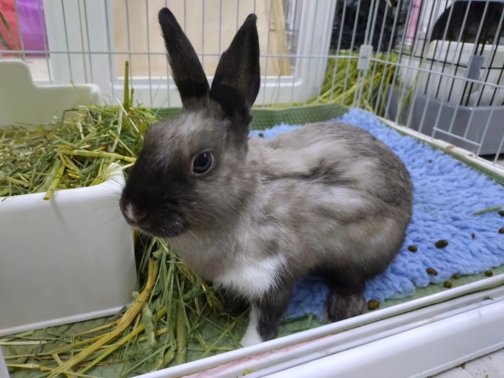 目前兔兔安全，已補水及草草放題中。