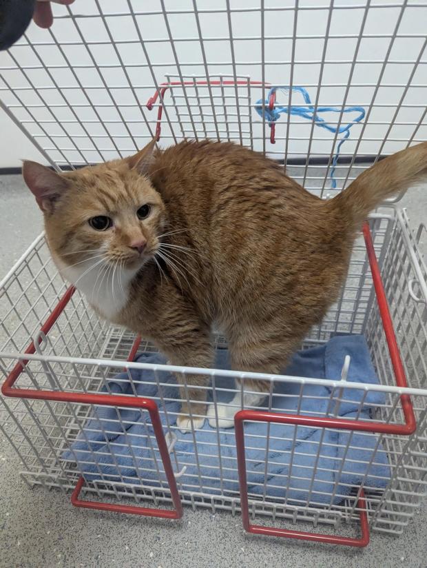 其中兩隻貓咪瑪蒂（Maddy）與查理（Charlie）在考文垂分會的照顧下已成功獲安排領養。