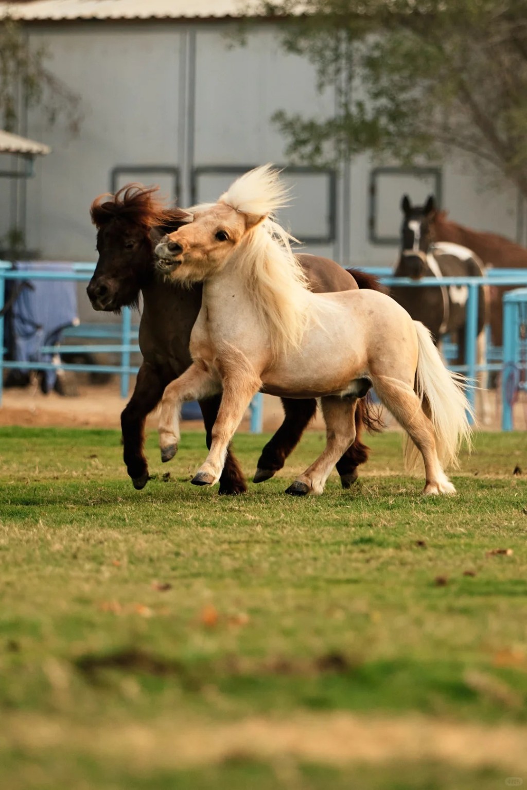 國產小馬一歲左右、未經專業訓練的售價約五千至七千元。