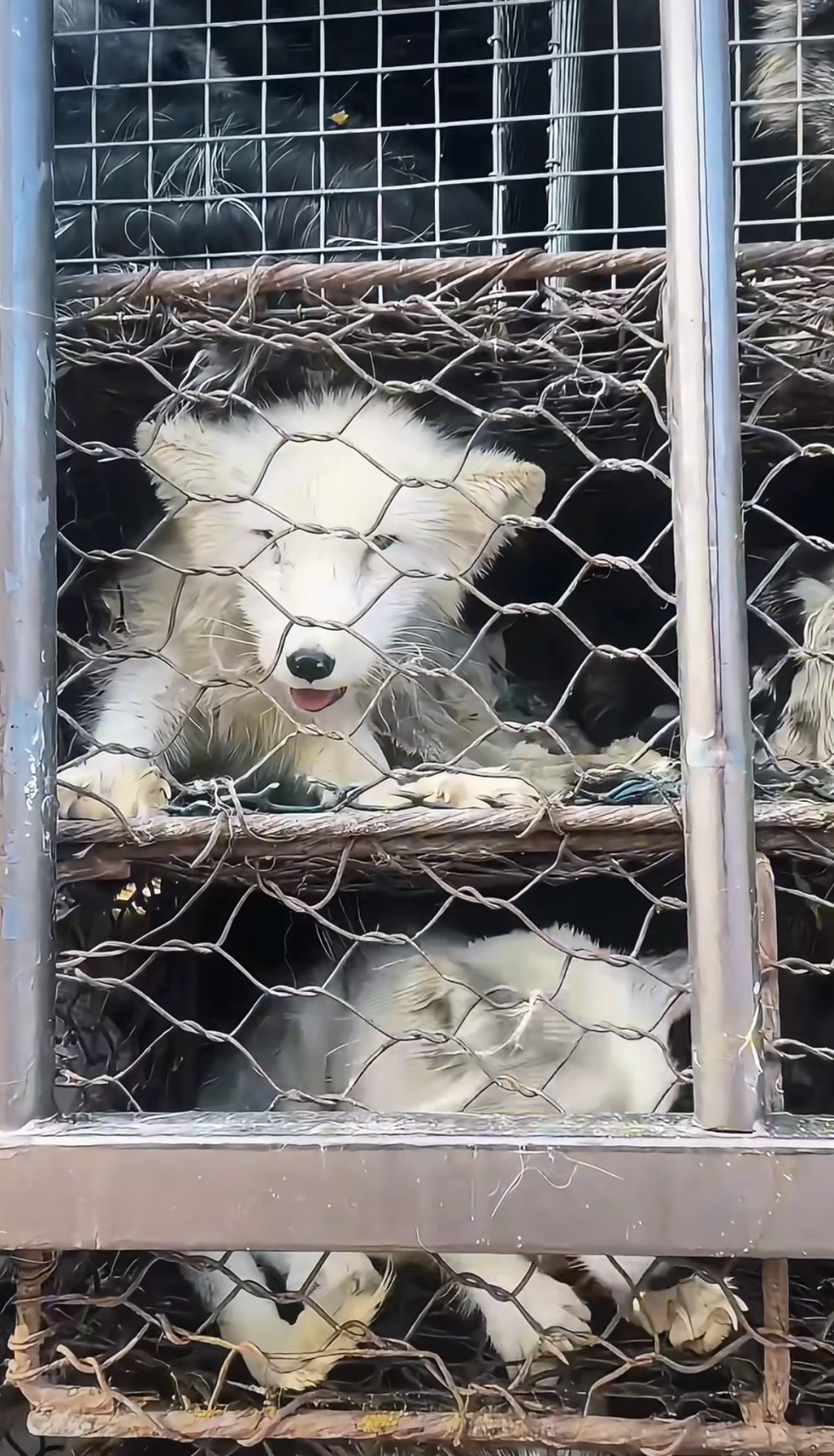 被送往屠宰途中的狐狸。 被送往屠宰途中的狐狸。