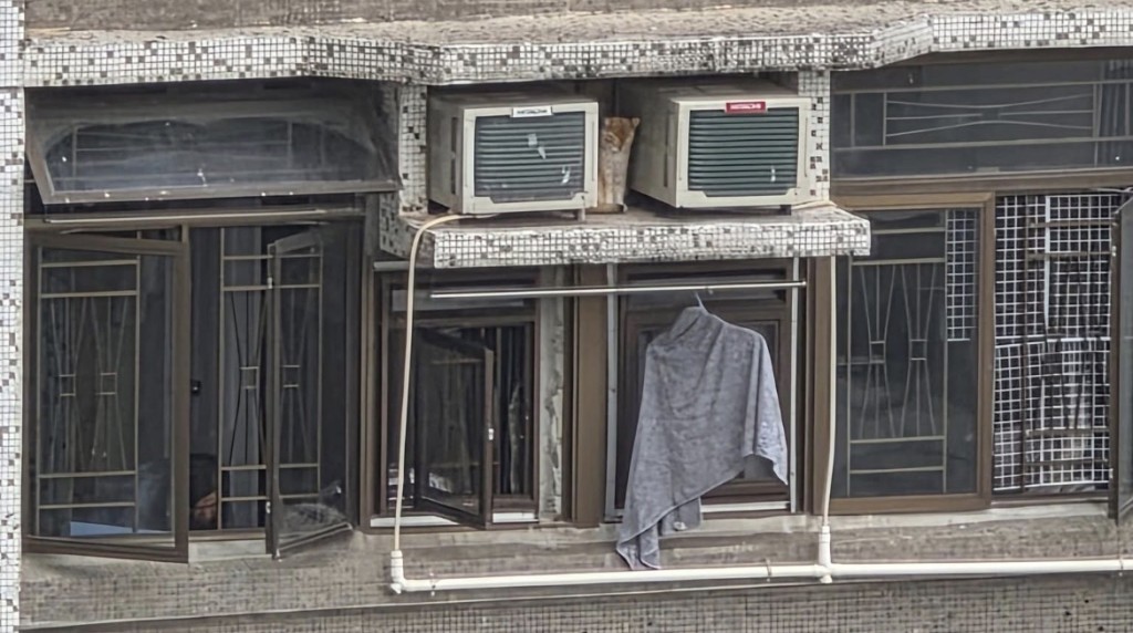 之後轉過身來，從外貌判斷是英短金影或忌廉色英短。