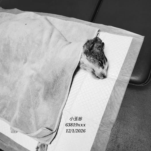 延至今早離世,回喵星休息。 延至今早離世,回喵星休息。