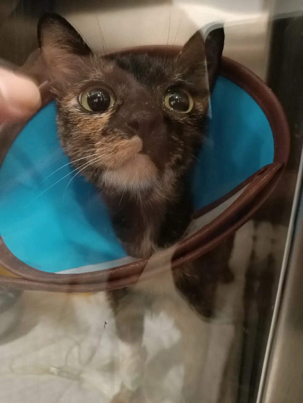 義工本來捕捉絕育的的玳瑁貓確診傳染性腹膜炎(FIP)，目前治療中。