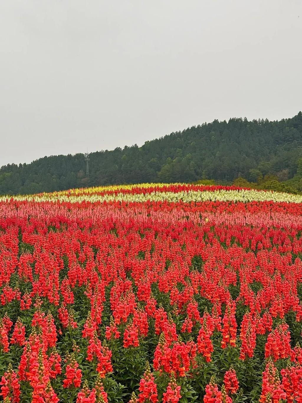 花田（圖源：小紅書）