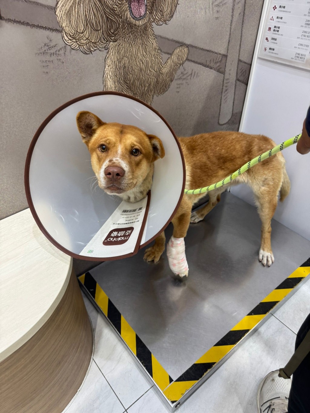 狗狗在Angela媽媽包紮後可以站得穩。