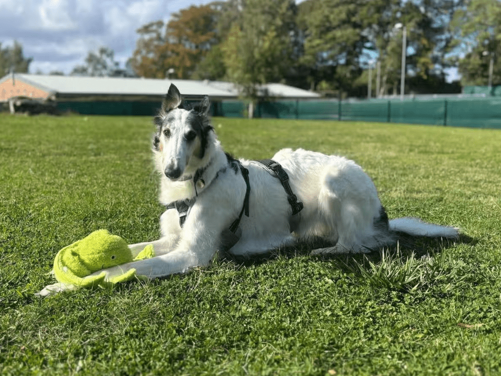 涉事的四隻動物獲救後，普通科醫生妮可拉已放棄飼養權，並交由防虐動物協會安排照顧。