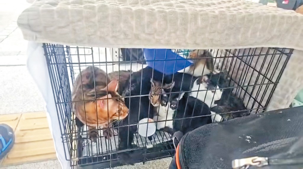 有消防員從宏建閣一單位救出九貓一狗。圖為部分獲救貓隻。 有消防員從宏建閣一單位救出九貓一狗。圖為部分獲救貓隻。