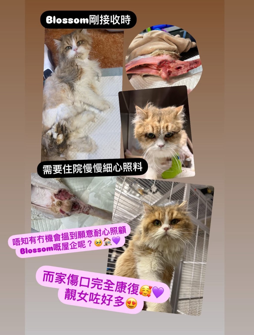 這是其中一隻最近救援,經治療後好轉的貓貓Blossom。 這是其中一隻最近救援,經治療後好轉的貓貓Blossom。
