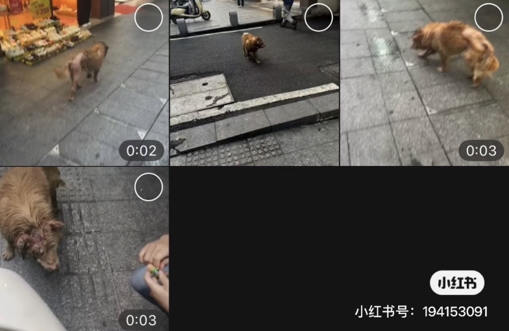 民眾不斷報告狗狗行蹤。