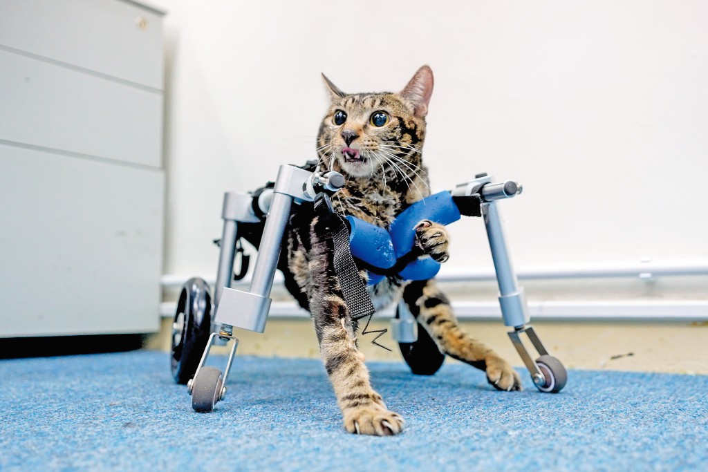 後肢癱瘓及截去右腳的唐貓珠女，穿上訂製的輪椅。