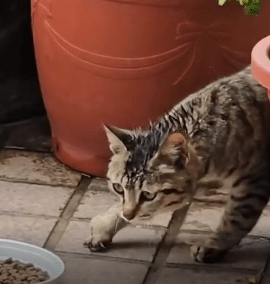 台灣近日亦有一宗類似個案，一隻被捕獸夾重創的貓咪。