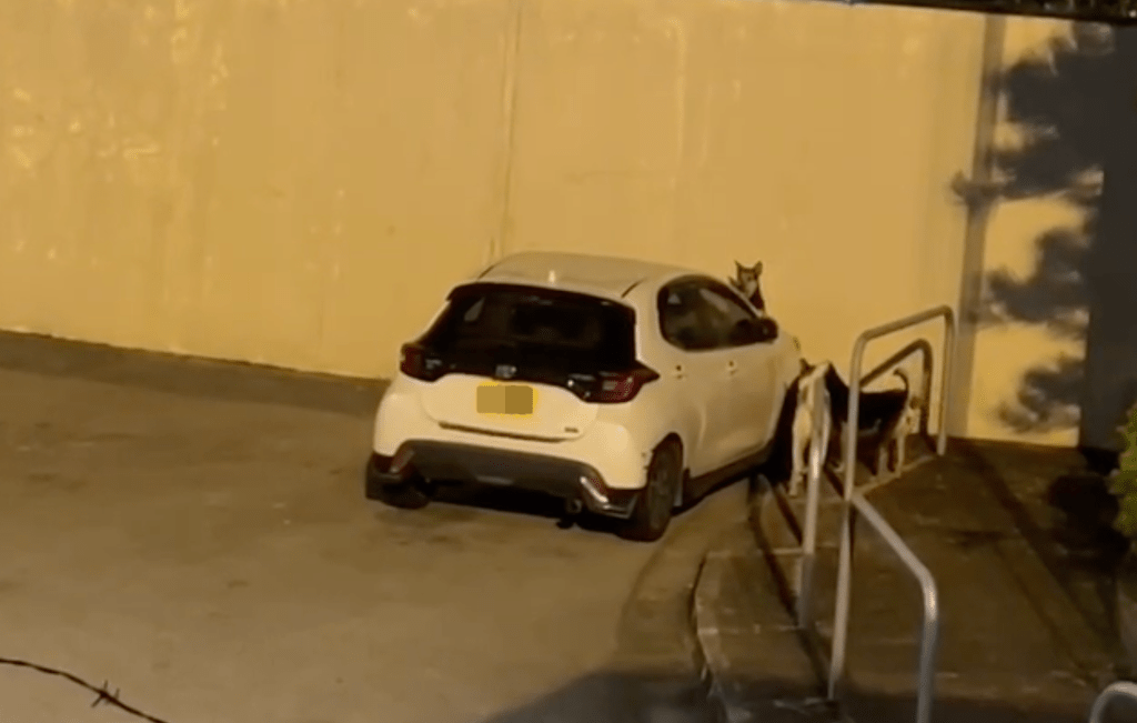 4隻流浪狗包圍私家車，其中一隻多次拉扯泵把。Facebook 香港突發事故報料區及討論區 影片截圖  