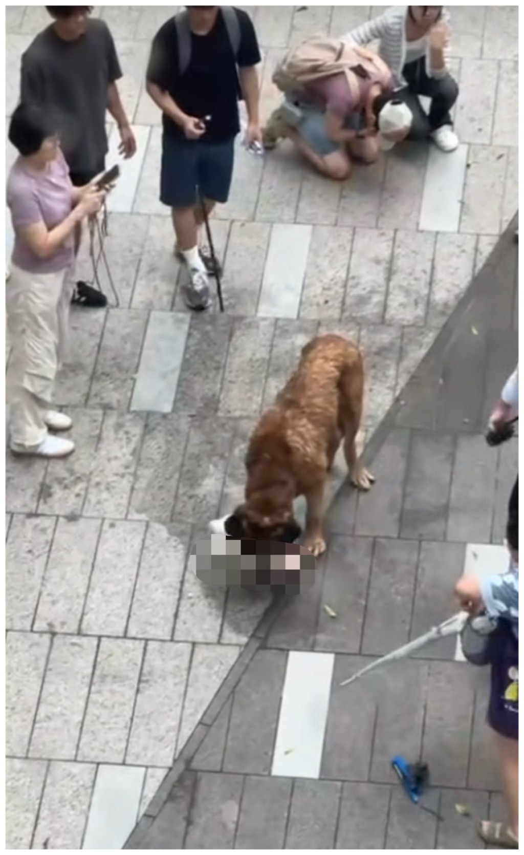 當時比熊已沒有生命跡象，右上角的狗主已用盡所有方法救狗都失敗，最終跪地痛哭。