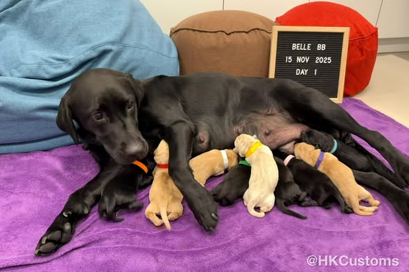 目前BB由媽媽哺乳中,辛苦哂Belle媽媽。 目前BB由媽媽哺乳中,辛苦哂Belle媽媽。