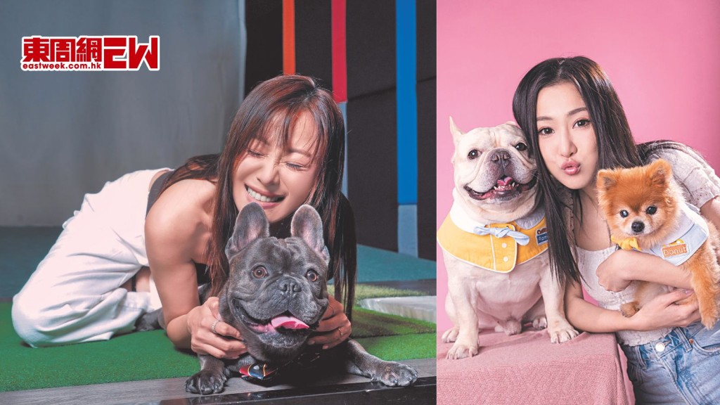 朱智賢遭鬥牛犬施「家暴」 新成員 性格「瘋狂」