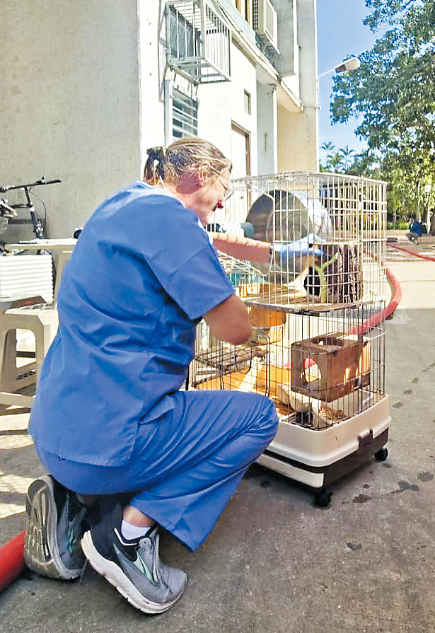 香港愛護動物協會的獸醫駐紮現場,即時治療獲救的寵物。 香港愛護動物協會的獸醫駐紮現場,即時治療獲救的寵物。