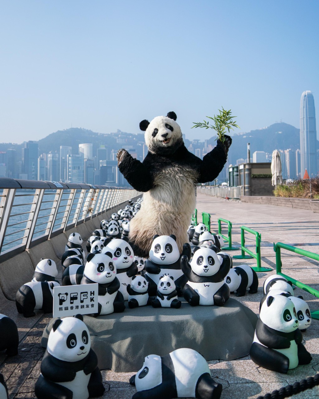 2,500隻熊貓雕塑，今日在尖沙咀星光大道舉行兩場見面會，下午5時30分將會舉辦另一場。