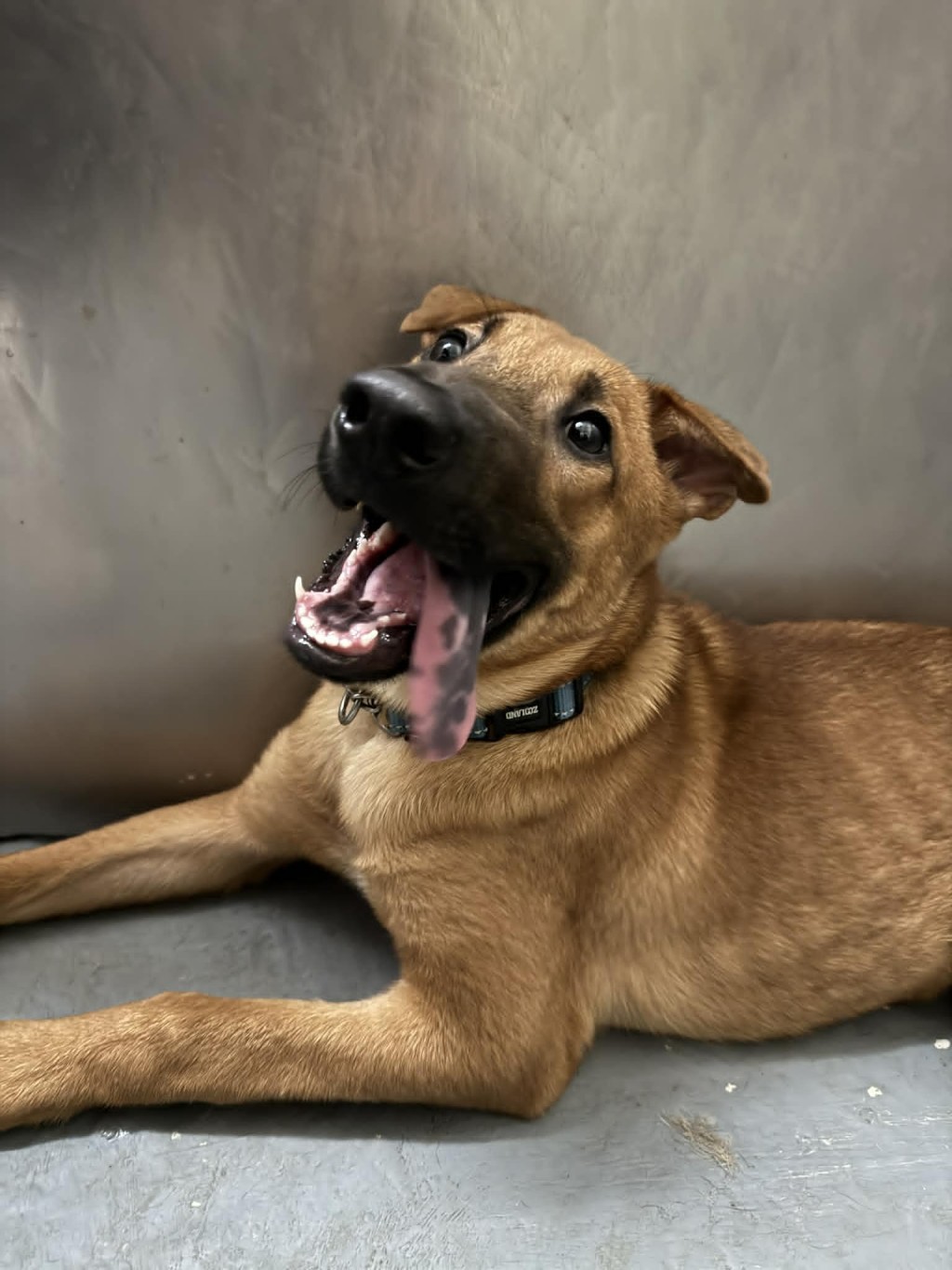 烏咀現時在LAP等候領養。